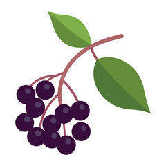 elderberry on-white-background.eps