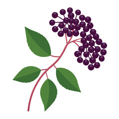 elderberry-on-white-background.eps