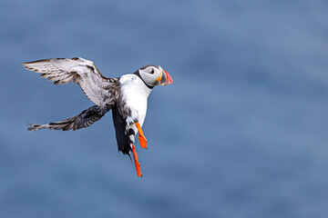 Atlantic puffin Fratercula arctica descending toward the sea with extended wings and vivid orange...