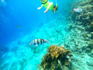 A woman in a green swimsuit and mask swims underwater exploring the corals of the Red Sea. Snorkeling