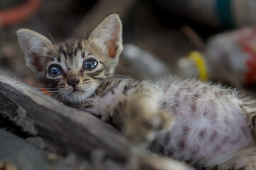 A small, wide-eyed, tabby kitten lies on the ground surrounded by natural debris.