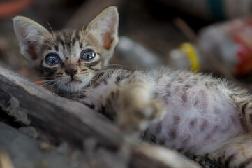 A small, wide-eyed, tabby kitten lies on the ground surrounded by natural debris.
