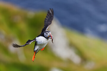 Atlantic puffin Fratercula arctica flying with fish catch over ocean waves