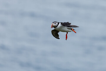 Atlantic puffin Fratercula arctica mid-flight above the ocean with wings spread and feet extended...