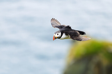 Atlantic puffin Fratercula arctica gliding smoothly above the ocean with wings outstretched in...