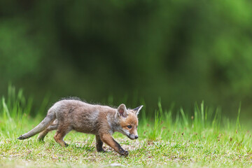 Red fox cub (Vulpes vulpes) slowly walking through fresh green grass