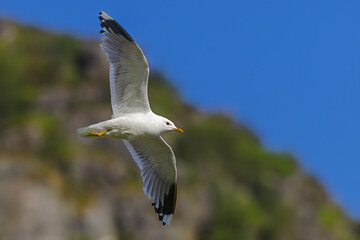 A black-legged kittiwake Rissa tridactyla soars high above the cliffs in clear blue coastal skies