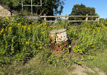 Where verdant hush meets rusted steel, The drum stands mute yet strangely real. Blossoms rise from soil’s old seam, As nature dreams its quiet dream, on a country lane in, Norwood Green, Halifax, UK