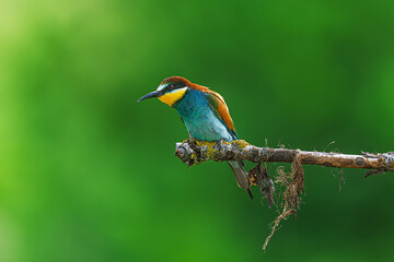 European bee-eater Merops apiaster perched on a thin branch with green background and vivid plumage