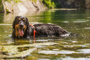 Hovawart dog cooling off in the water on a hot summer day