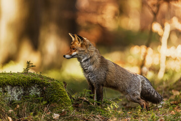 European red fox (Vulpes vulpes) standing alert in a forest clearing