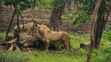 a pair of male and female lions in the zoo, a pair of lions playing