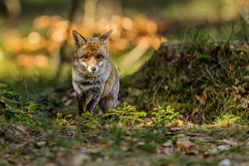 Red fox (Vulpes vulpes) approaching cautiously through sun-dappled forest floor