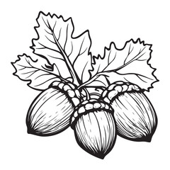 Acorns vector silhouette, acorns outline coloring book page line art drawing, featuring an outline drawing of an acorn, Acorns in a line drawing style