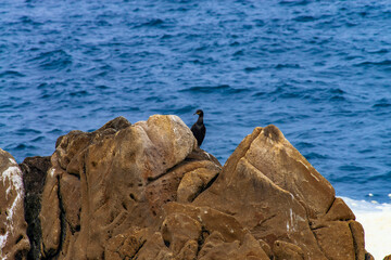 AVES