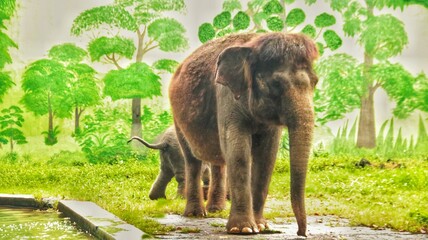 cute baby elephant playing with its mother in the cage, cute baby elephant in the zoo