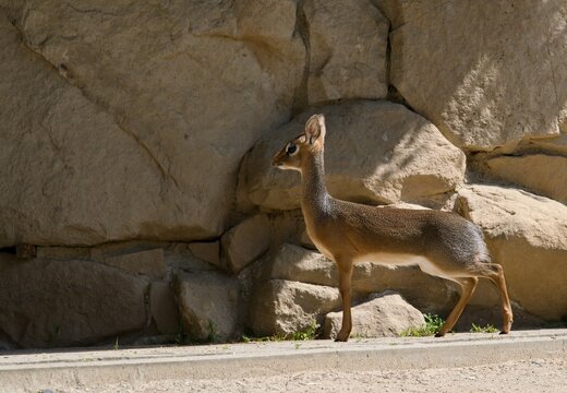 Kirk's dik-dik