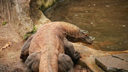 The Komodo dragon is a ferocious ancient animal, the largest lizard in the world. It is native to...