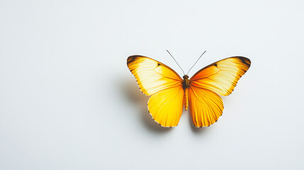 Single Butterfly with Vibrant Yellow Wings on Plain White or Light Gray Background – Minimalist, High-Contrast Nature Illustration