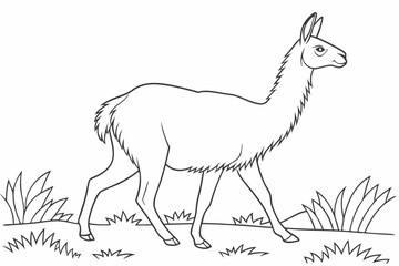 coloring page line art the vicuna black vector