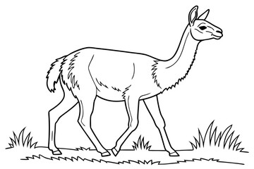 coloring page line art the vicuna black vector