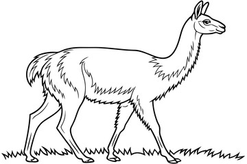 coloring page line art the vicuna black vector