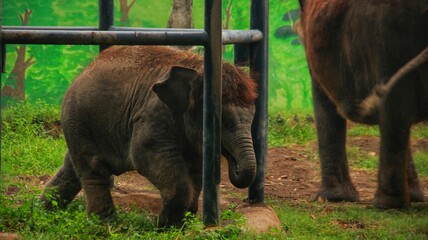 cute baby elephant playing with its mother in the cage, cute baby elephant in the zoo