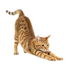 Bengal cat stretching out its front paws forward isolated on transparent background