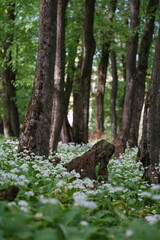 Jewish cemetery in Dukla, Poland with blossoming Allium ursinum, wild garlic 
