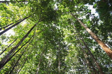 Sunlight shines through the forest