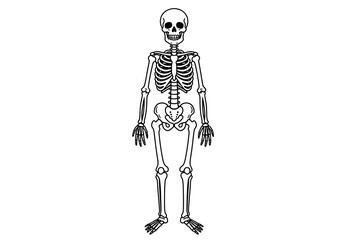 Full Human Skeleton Illustration | Anatomical Bone Diagram Art | Medical Science Clipart | Halloween Skull Drawing | Educational Anatomy Design

