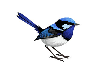 Blue Fairy Wren Bird Illustration | Small Songbird Clipart | Colorful Wildlife Art | Nature Feathered Animal Drawing | Cute Forest Bird Design

