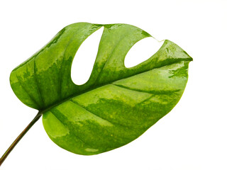 one tropical jungle Monstera leaves isolated, isolated on white background