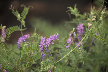 purple flowers in the field