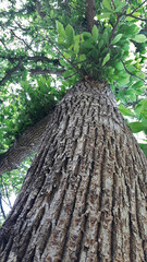 Trek &agrave; Mad&egrave;re 2025 - Jour 10 (randonn&eacute;e dans les Levadas et sur le site de Raba&ccedil;al, cascade de Risco, lacs do Vento et de Dona Beija)