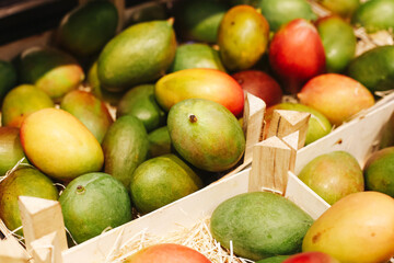 Fresh ripe mangoes in wooden crates. Variety of green yellow and red fruits. Tropical fruit harvest display at the market. Natural organic food with vibrant colors. Healthy exotic produce background.