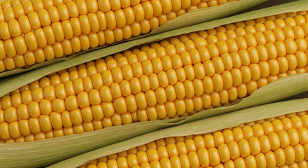 Close-up of fresh yellow corn cobs surrounded by green husks on a neutral background