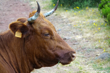 Trek à Madère 2025 - Jour 10 (gros plan sur des vaches en liberté, dans la brume des montagnes madérienne)