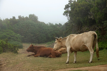 Trek à Madère 2025 - Jour 10 (gros plan sur des vaches en liberté, dans la brume des montagnes madérienne)