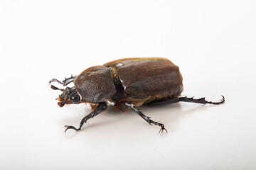 カブトムシ メス 日本の固有種