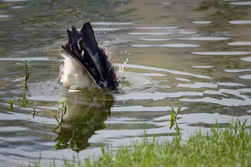 Closeup of a Tricolor Heron's butt, bottoms up, splashing, it's head beneath the water while bathing in a lake in Central Florida. 
