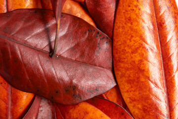 Autumn background, yellowed brown magnolia leaves close-up. Background with leaf texture.