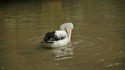 pelicans relaxing in the pond, beautiful pelicans with black and white feathers, pelicans in the zoo
