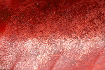 A background with a brown or wine-colored magnolia leaf texture. A template for autumn design. High quality photo