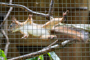 Captive Squirrel Climbing Wire Cage – Animal Behavior and Wildlife in Enclosure Concept