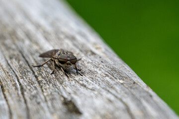 Macro Close-Up of Horsefly Sitting on Wood with Blurred Green Background – Insect Eye Detail and...