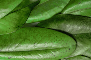 Background with the texture of green magnolia leaves. Template for design. close-up. High quality photo