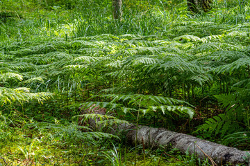Green Ferns Covering Forest Floor with Fallen Tree Trunk – Natural Summer Woodland Scene
