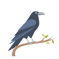 Fototapeta premium Raven on a Branch Isolated on a Transparent Background 