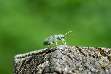 Metallic Green Weevil Beetle on Textured Tree Bark with Vibrant Green Background – Detailed Macro...